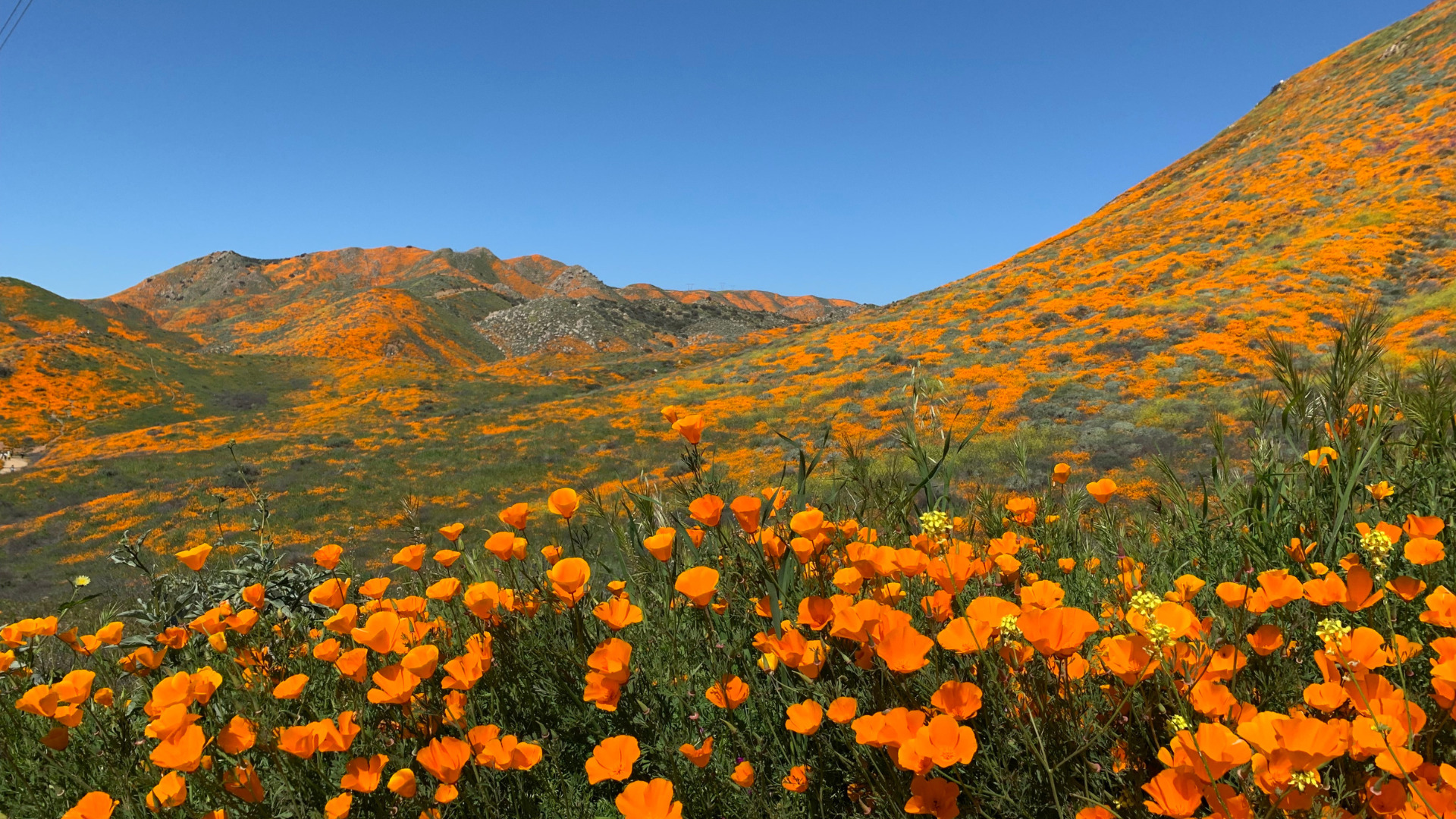 How to Safely See the 2023 Superbloom in California Getaway Couple