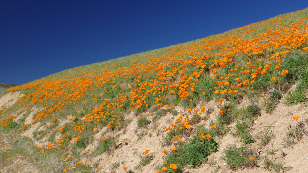 View of the California Superbloom