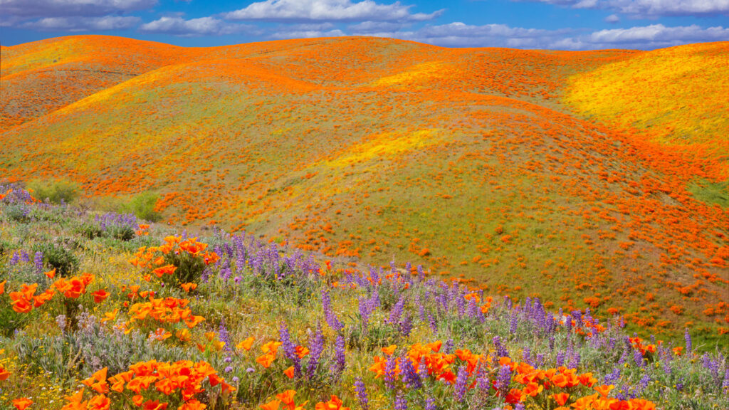 View of the California Superbloom at Antelope Valley California poppy Reserve