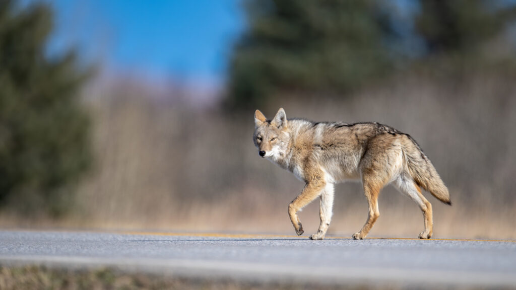 A coyote walking in California 