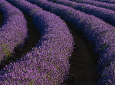 View of a lavender farm