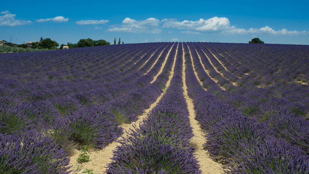 View of a lavender farm