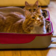 Two orange cats in a suitcase