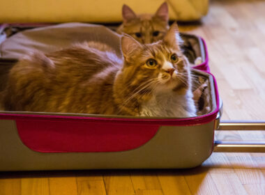 Two orange cats in a suitcase