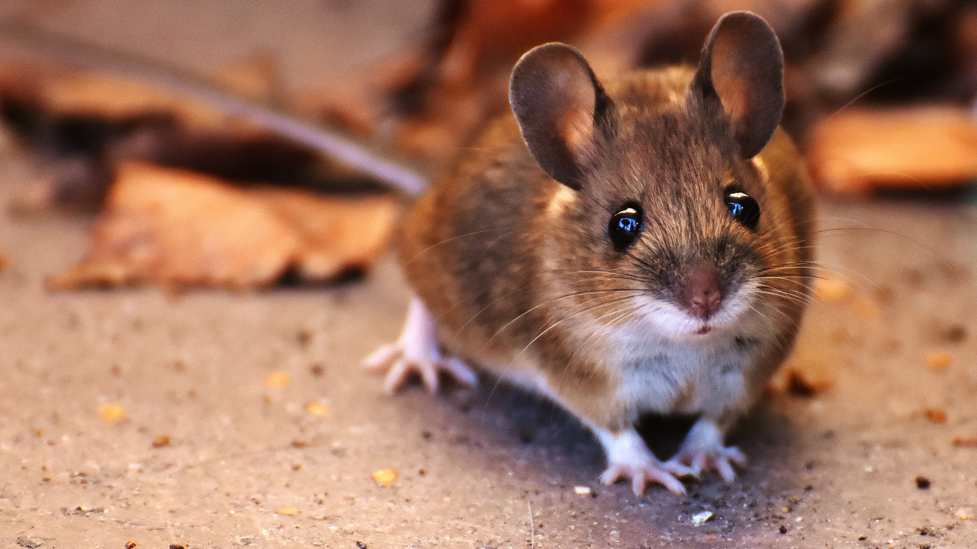 Does Leaving Your Car Hood Open Deter Mice? - Getaway Couple