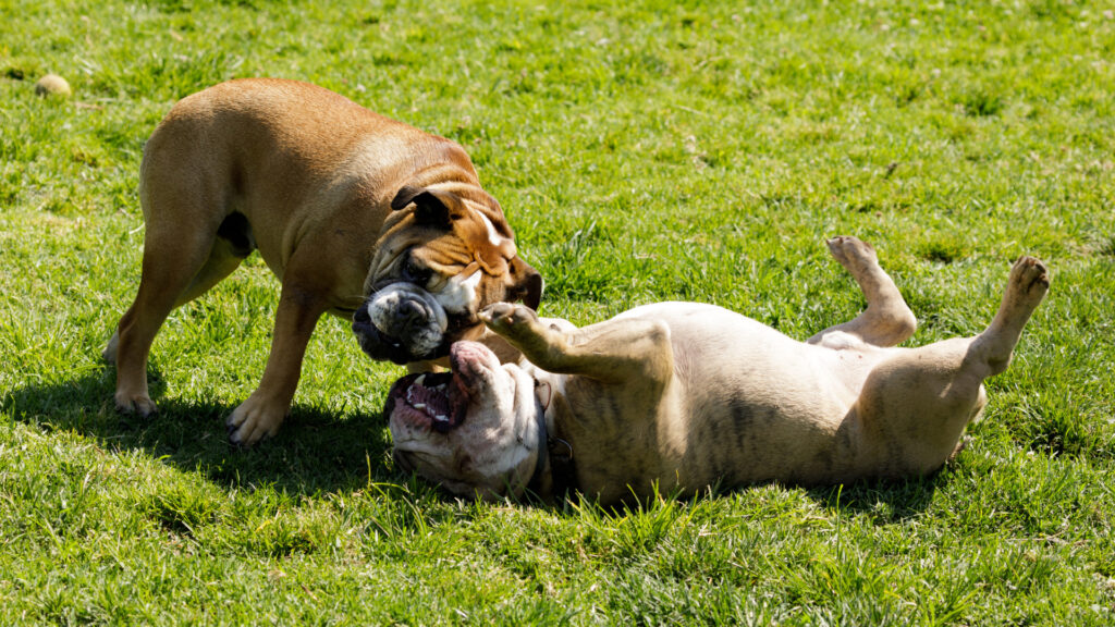 "aggressive dog breeds" playing at an RV park