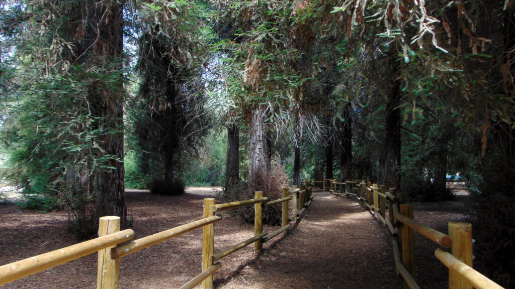 View of the Redwood Canopy Trail 