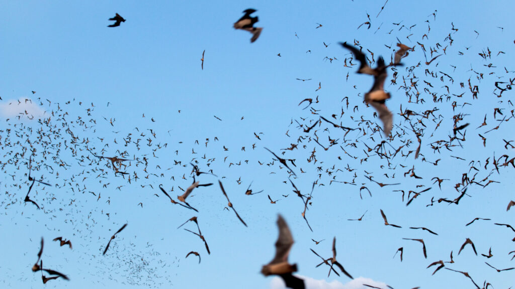 Mexican free-trailed bats flying at Big Shoals state park