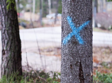 A tree with a painted X on it