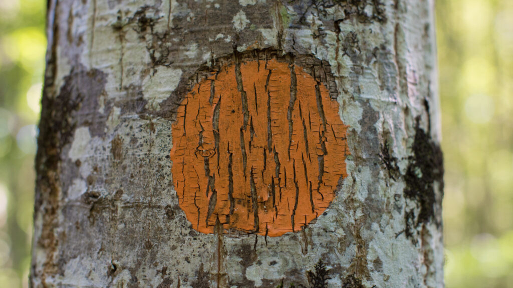 A tree with a painted circle