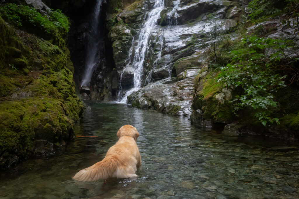 Dog swimming in waterfall in New York