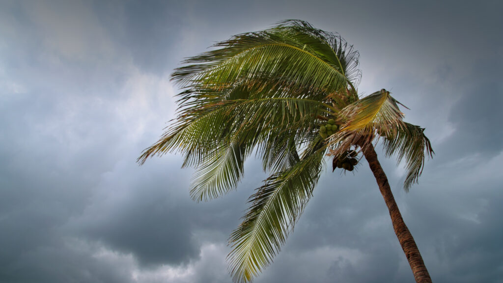 A palm tree being blown in the wind by a hurricane in Florida