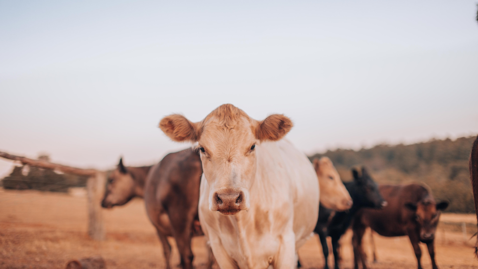 Visit Bessie the Cow on Your Next Roadtrip - Getaway Couple