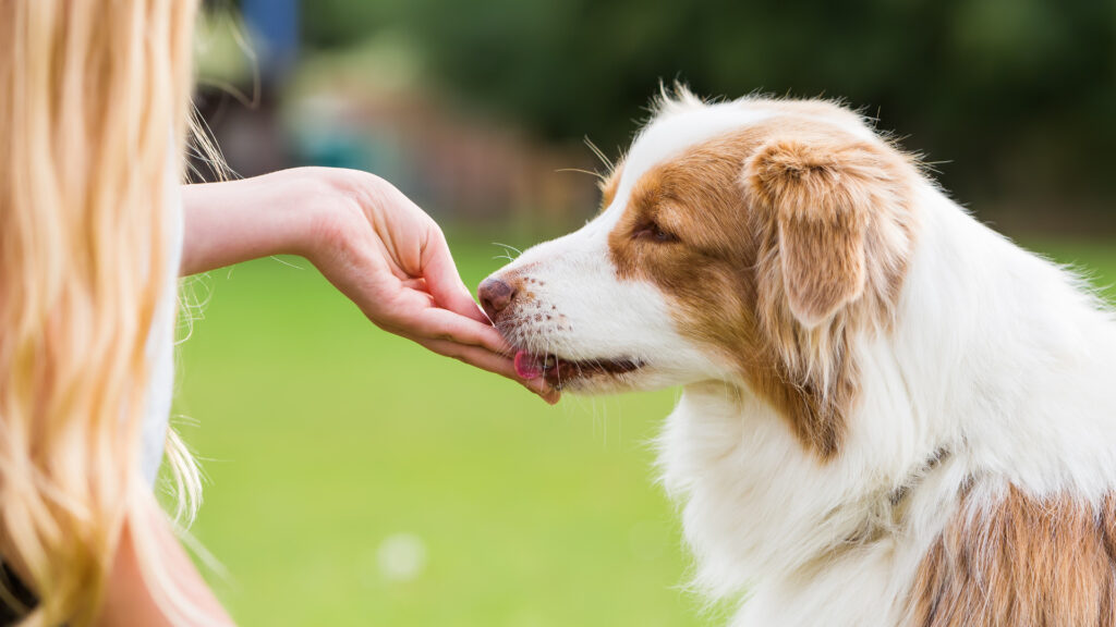 An owner feeding their anxious dog treats