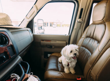 An anxious dog sitting in an RV