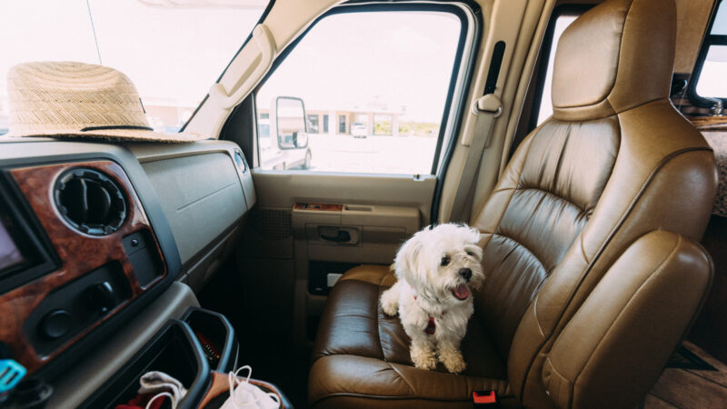 An anxious dog sitting in an RV