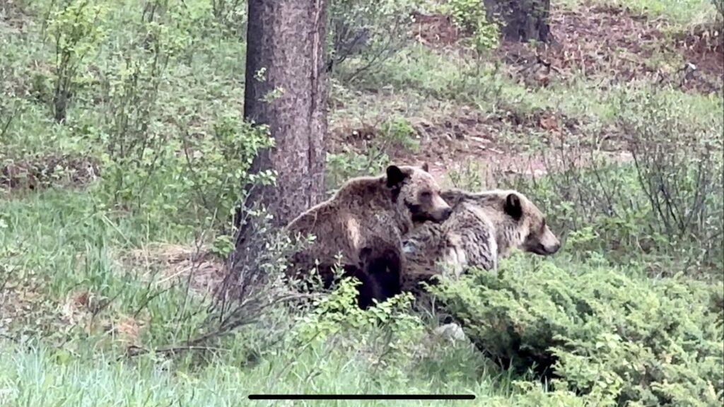 Two Grizzly Bears outside in the woods