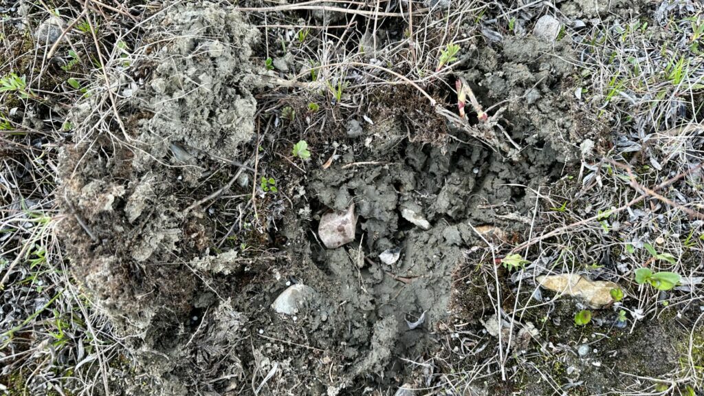Close up of bear tracks