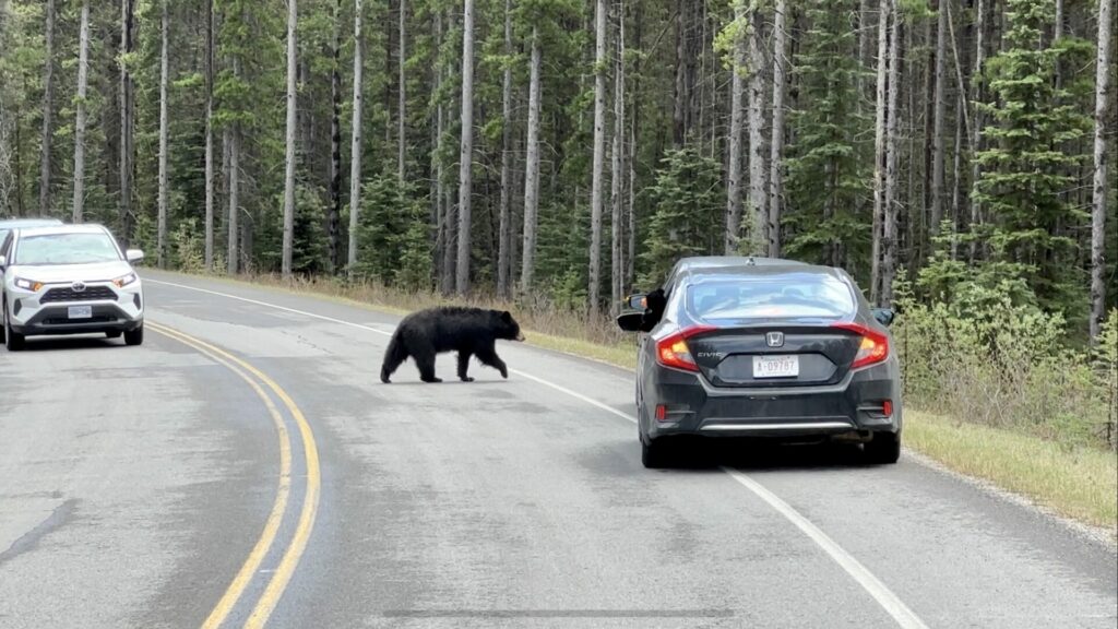 A bear crossing the street
