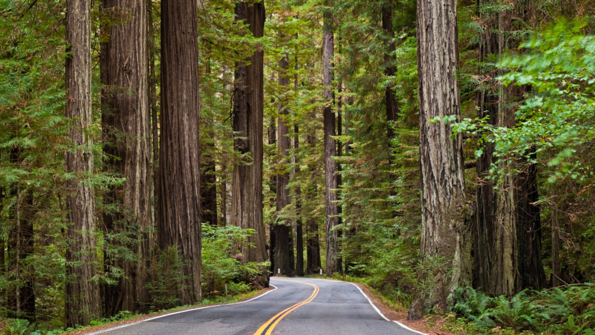 Visit the Immortal Tree on Your Roadtrip - Getaway Couple