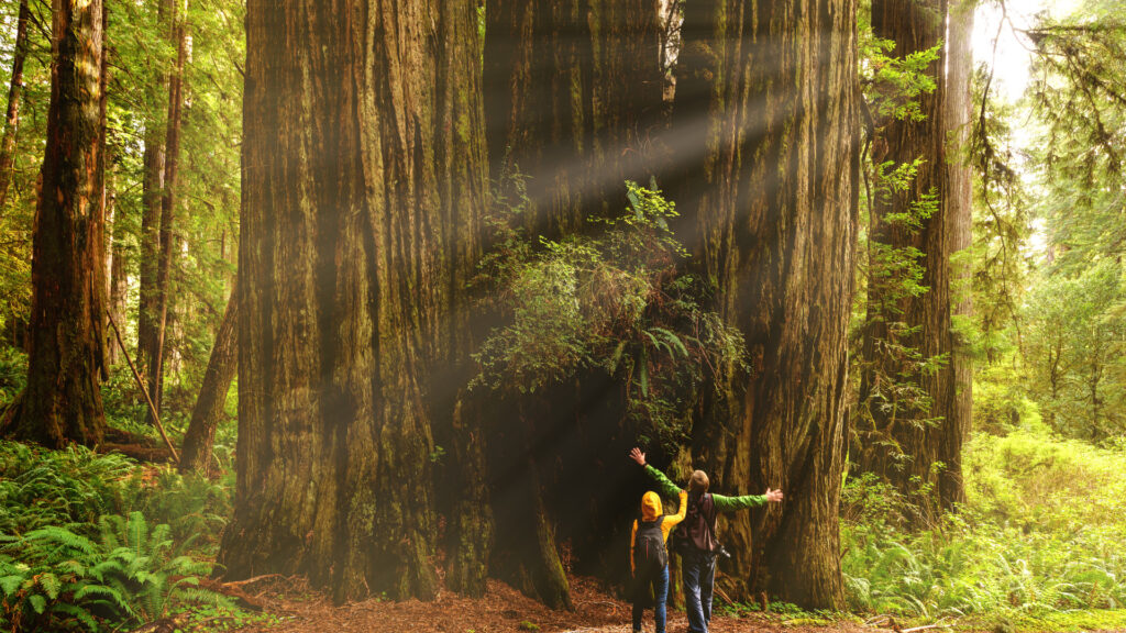A couple standing outside of the immortal tree in california 