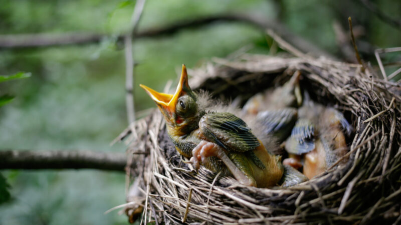 Close up of a bird in a birds nest