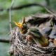 Close up of a bird in a birds nest