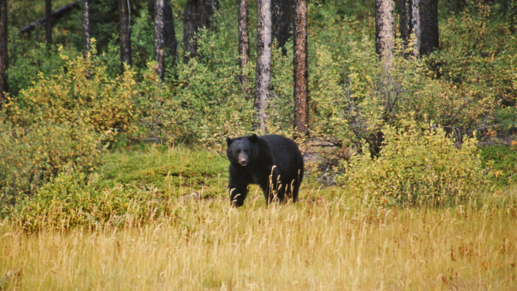 A black bear walking in Jasper National Park