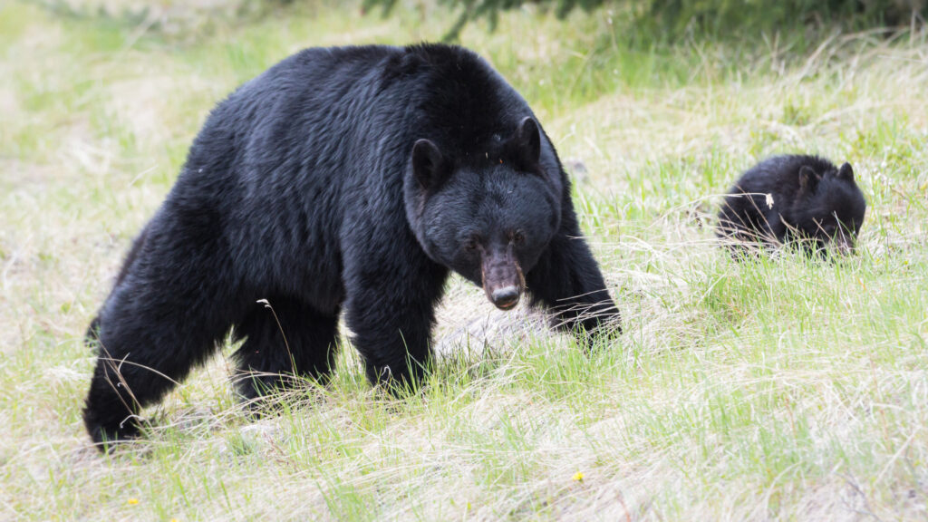 A black bear walking with her cub near bear lake