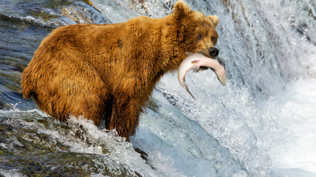 A bear grabbing a fish in alaska