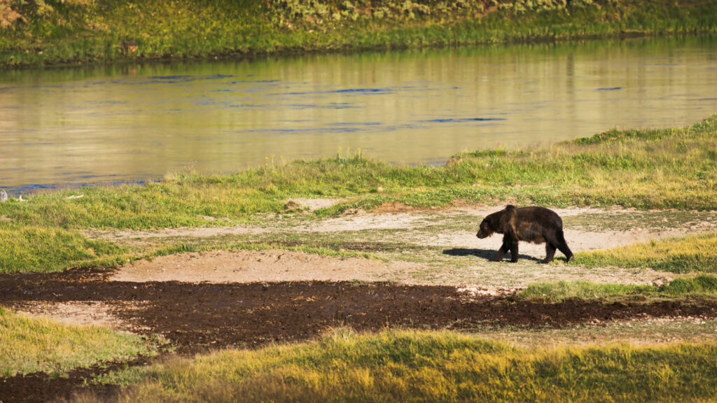 A bear walking in Yellowstone