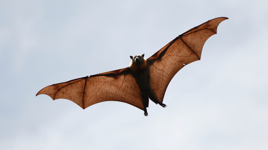 A bat flying