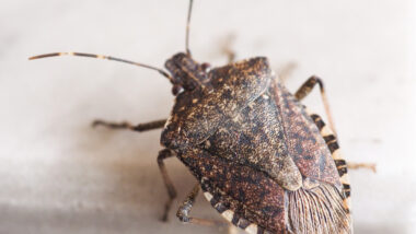 Close up of a brown stink bug inside someones home