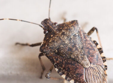 Close up of a brown stink bug inside someones home