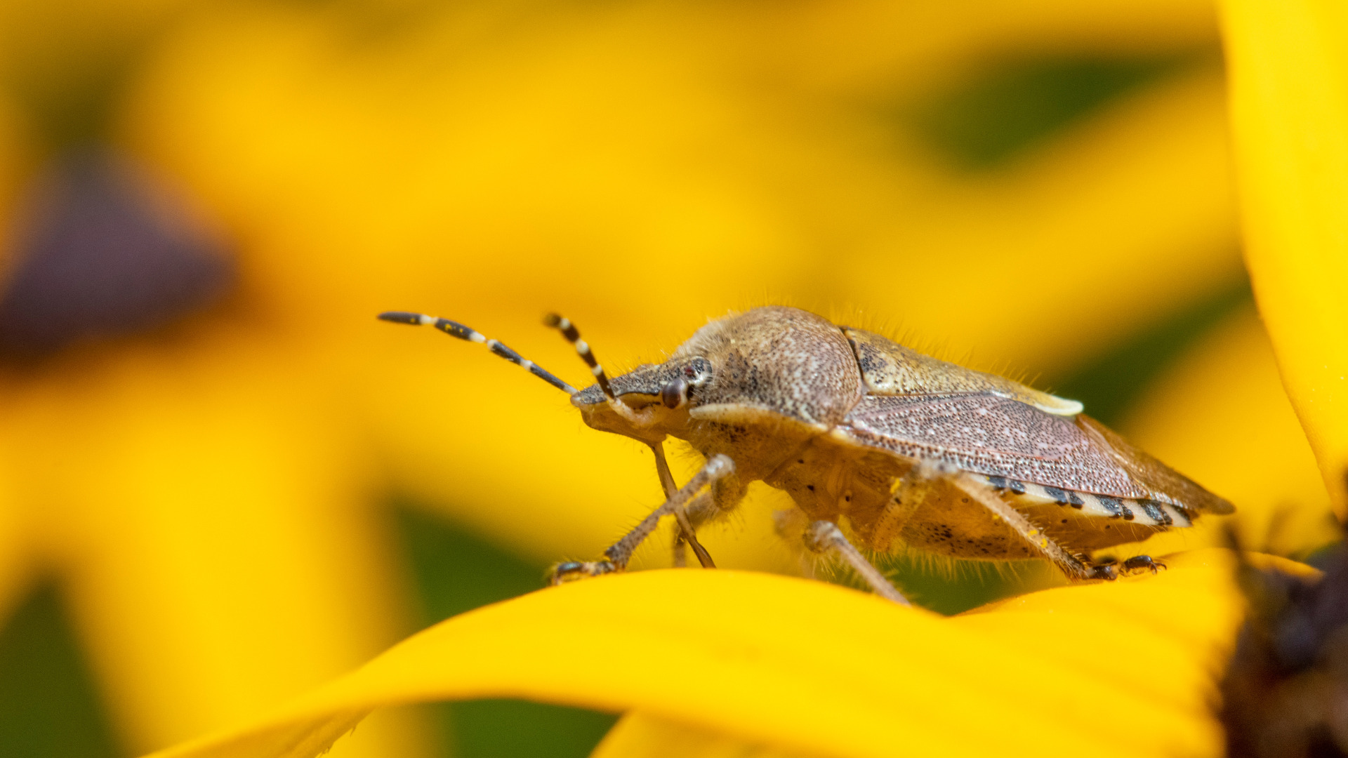 How To Get Rid Of Brown Stink Bugs - Getaway Couple