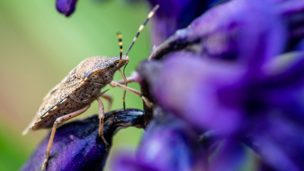 A brown stink bug on a flower
