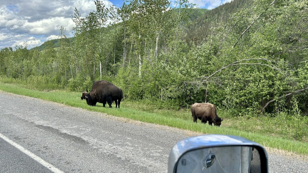 View of wildlife off of the Alaska Highway by Muncho Lake