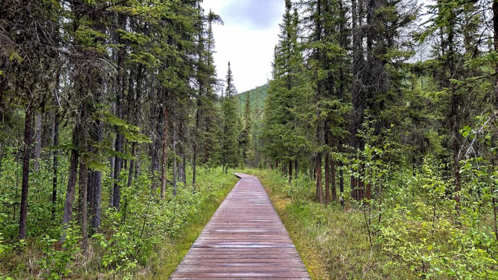 View of the boardwalk at Liard Hot Springs