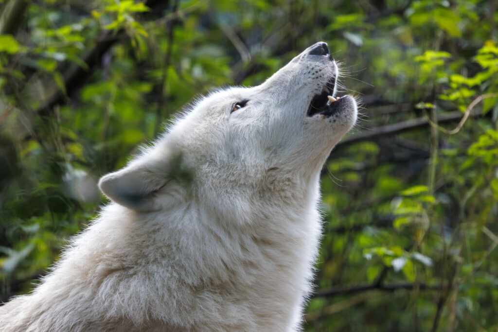 Wolf howling to pack in Wolf Sanctuary in PA