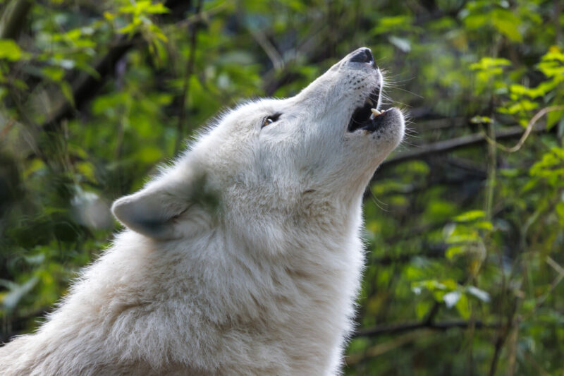 Animal Lovers: Add the Wolf Sanctuary in PA to Your Bucket List ...