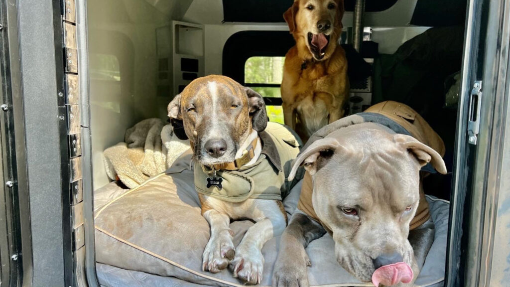 Dogs sitting inside a mammoth overland trailer