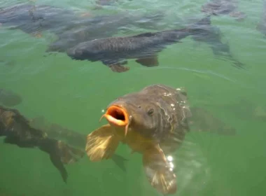 A carp with it's mouth above the surface looking for food in a lake.