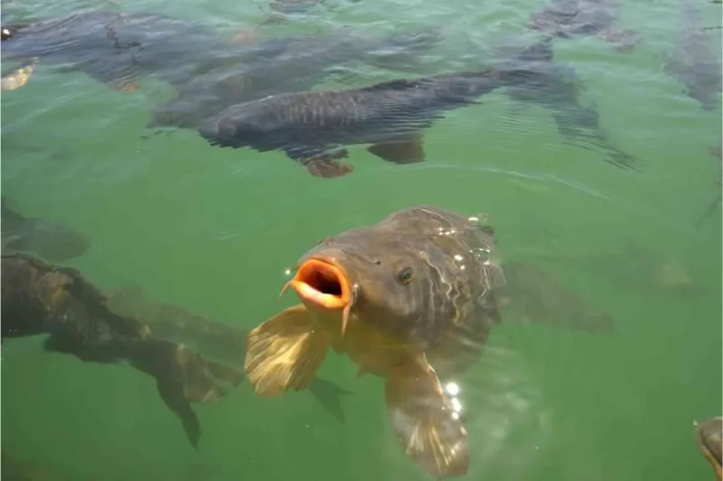 A carp with it's mouth above the surface looking for food in a lake.