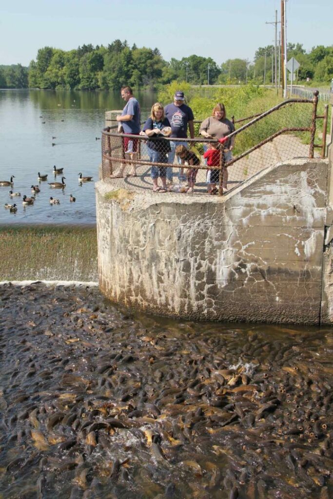 Tourists feeding a hoard of fish at the Linesville Spillway in Pennsylvania