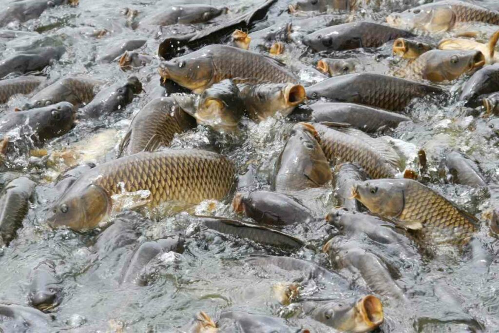 Carp eating at the lakes surface at Linesville Spillway.