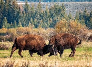 Bison fighting in Yellowstone National Park