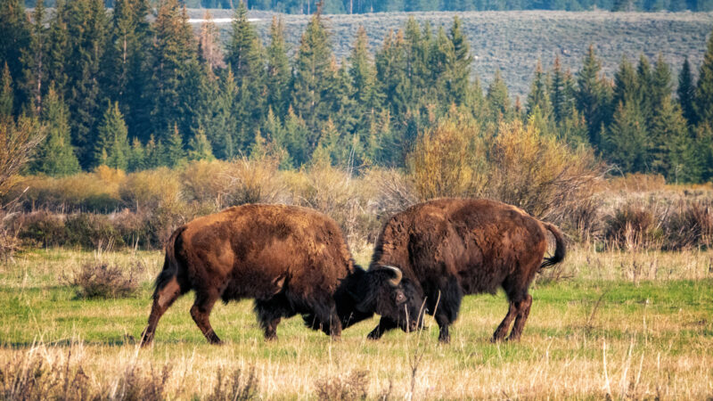 Bison fighting in Yellowstone National Park