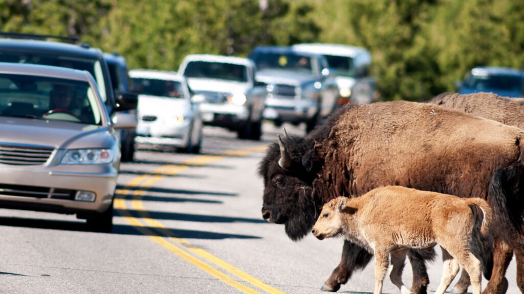 A mother bison and a baby bison walking across the street in Yellowstone National Park