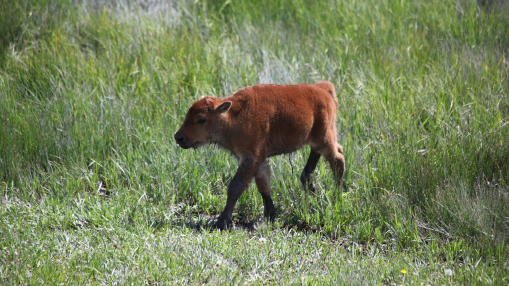 A baby bison waling through Yellowstone National Park