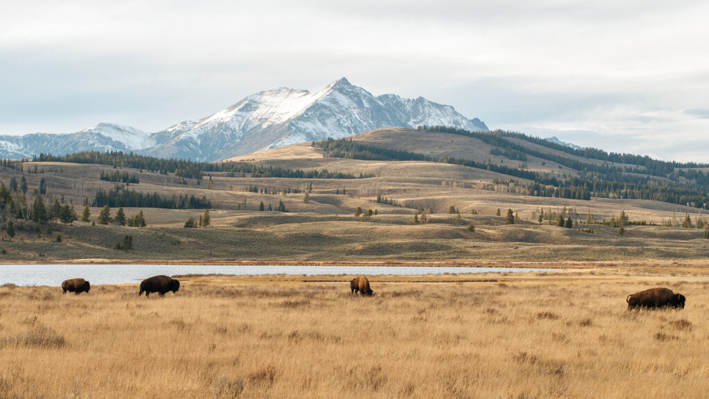 View of bison Yellowstone National Park